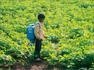 Child spraying pesticides on soya