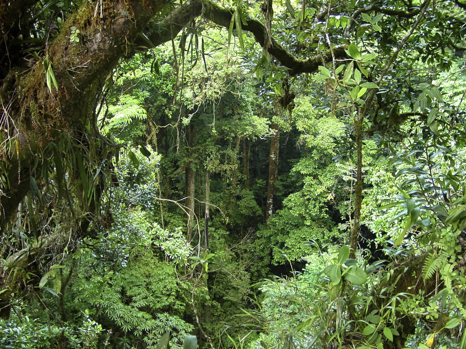Trees in the Rainforest