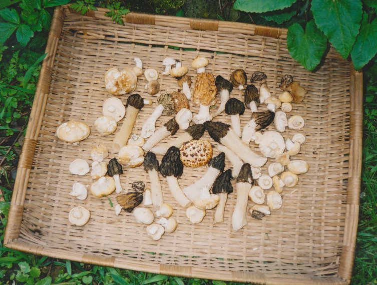 Wicker tray with wild muschrooms including morel