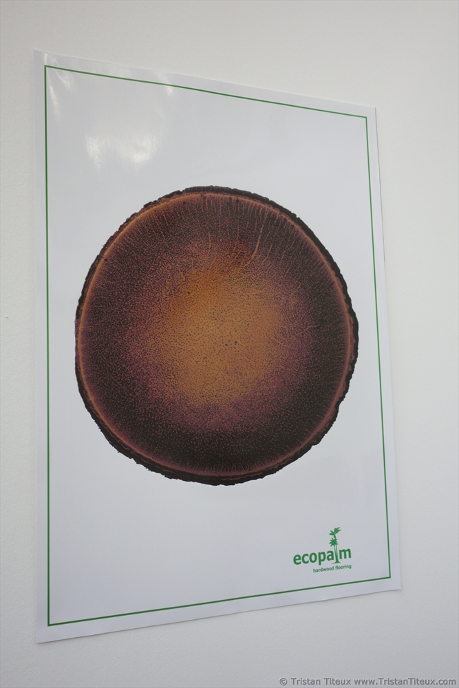 Coconut Tree Wood eco material (5)