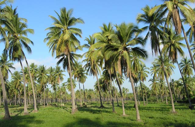 Coconut palm plantation